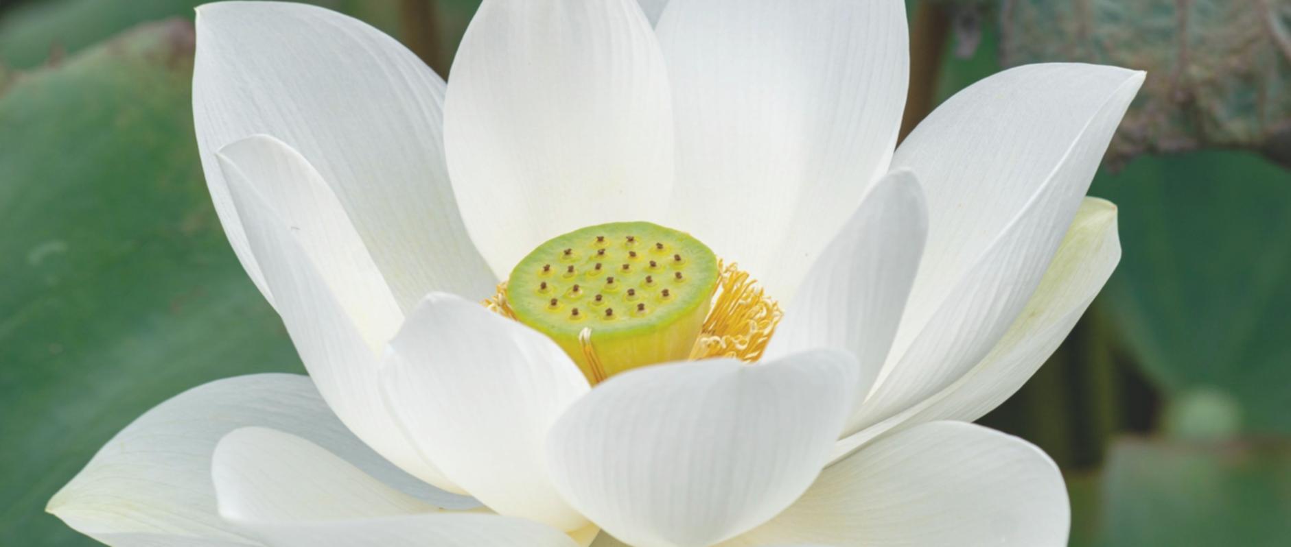 Gruppe von Menschen in meditativer Praxis in einem ruhigen, natürlichen Umfeld